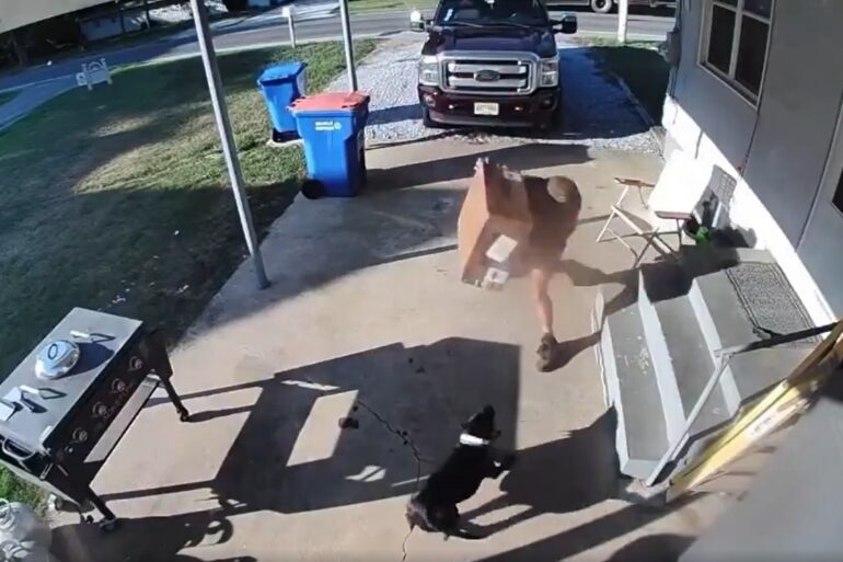 UPS dog