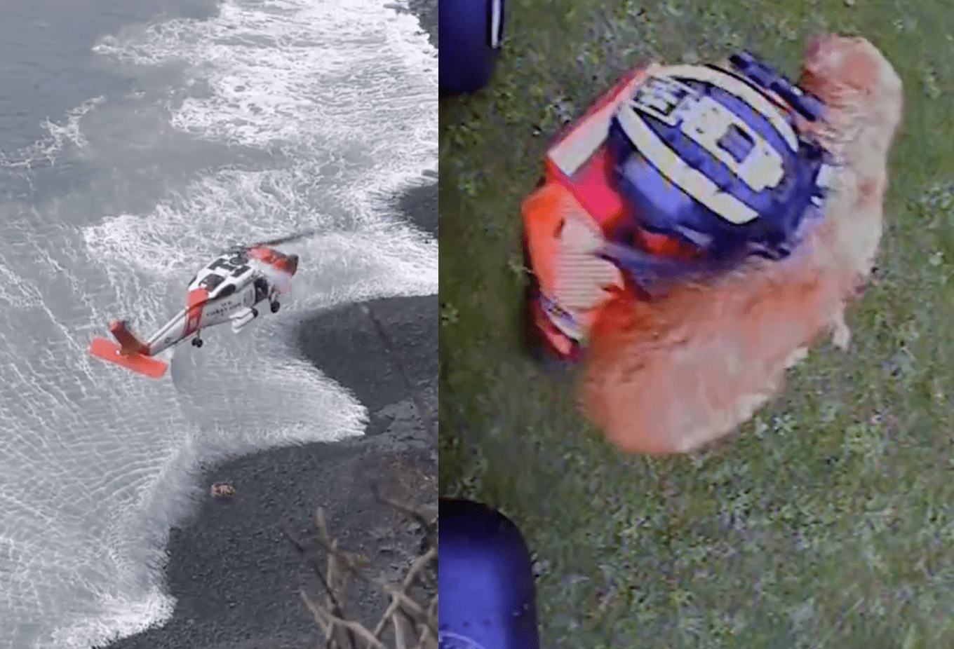 Dramatic Video Shows Dog Heroically Being Rescued By U.S. Coast Guard ...
