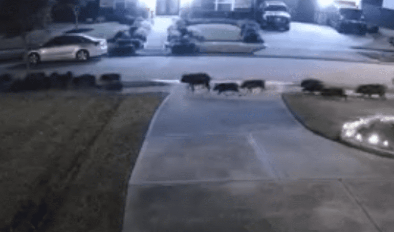Texas hogs