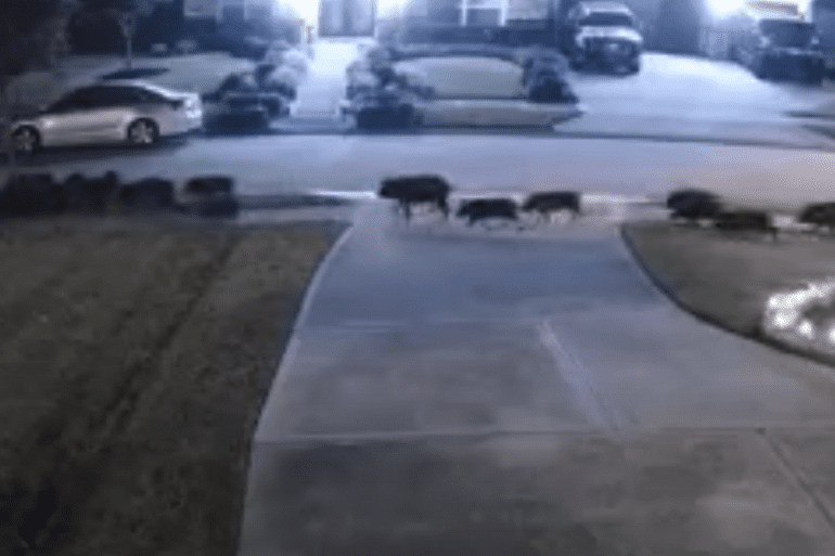 Texas hogs