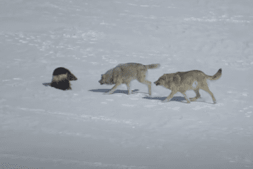 A dog and two sheep walking in the snow