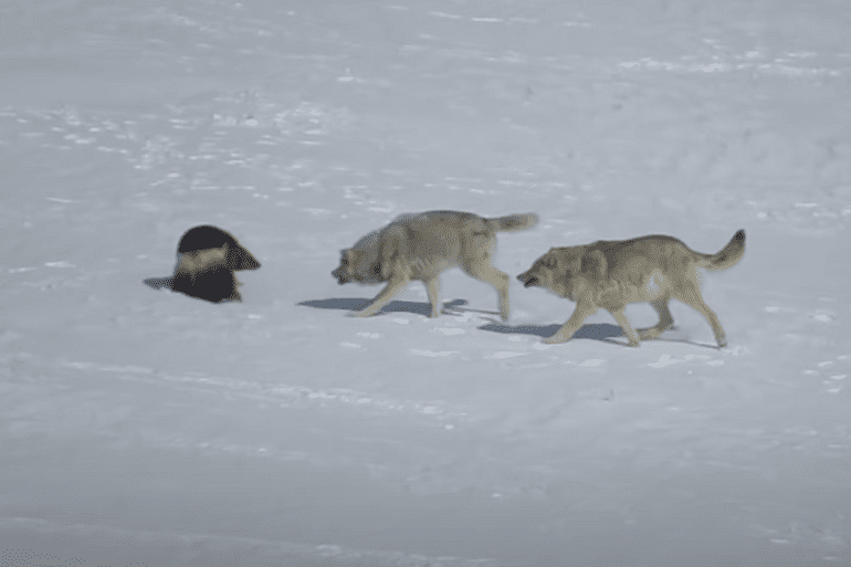 A dog and two sheep walking in the snow
