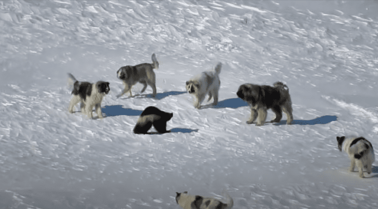A group of dogs playing in the snow