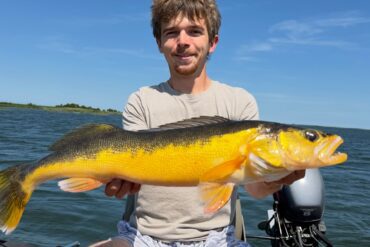 Yellow walleye