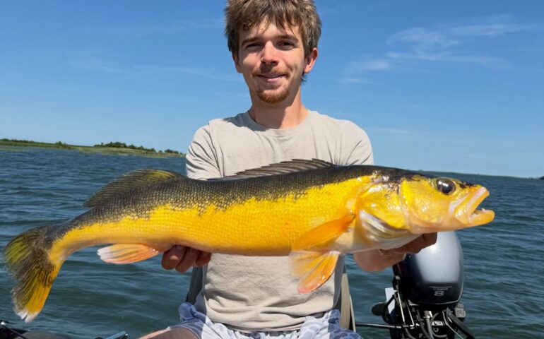 Yellow walleye