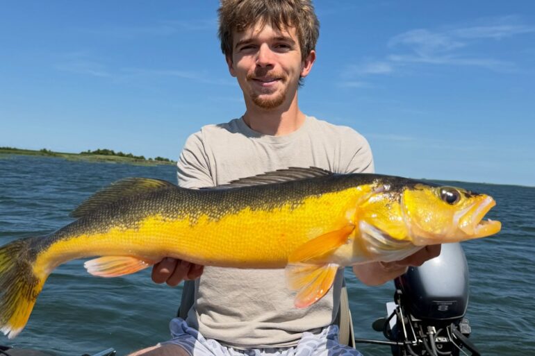 Yellow walleye