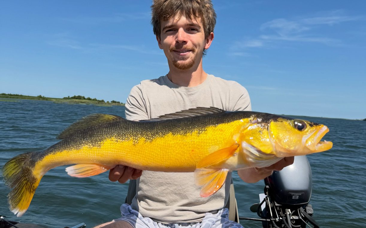 North Dakota Angler Catches A Once-In-A-Lifetime Yellow Walleye