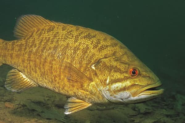 A yellow fish swimming in water