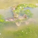 Catfish attacked by snake