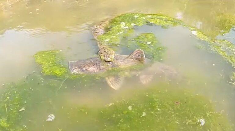 Catfish attacked by snake