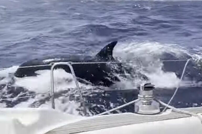 Orca attacking boat