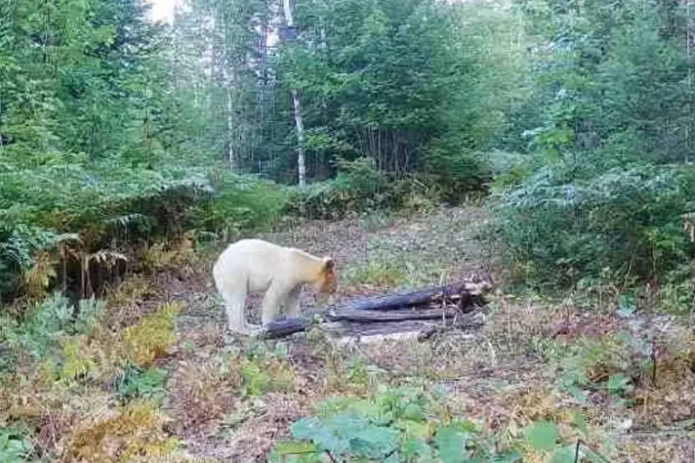 Spirit bear