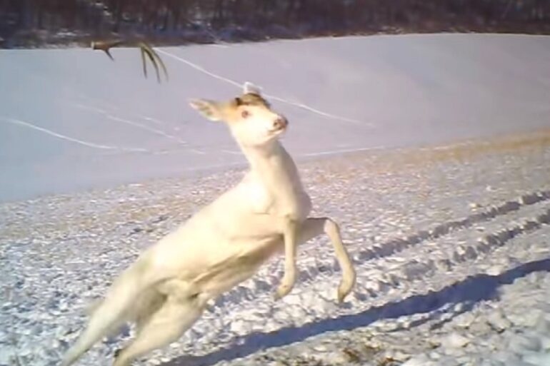 white deer