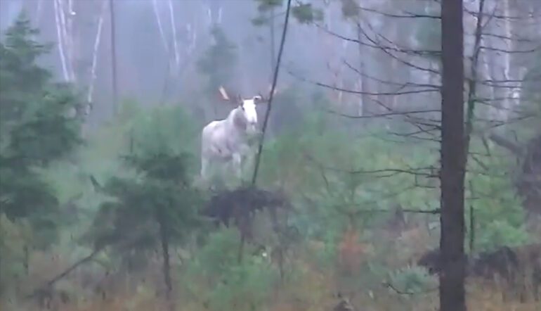 white moose in the woods