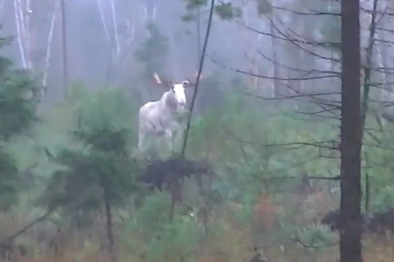 white moose in the woods
