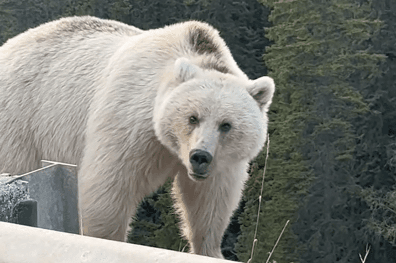white grizzly bear in banff national park