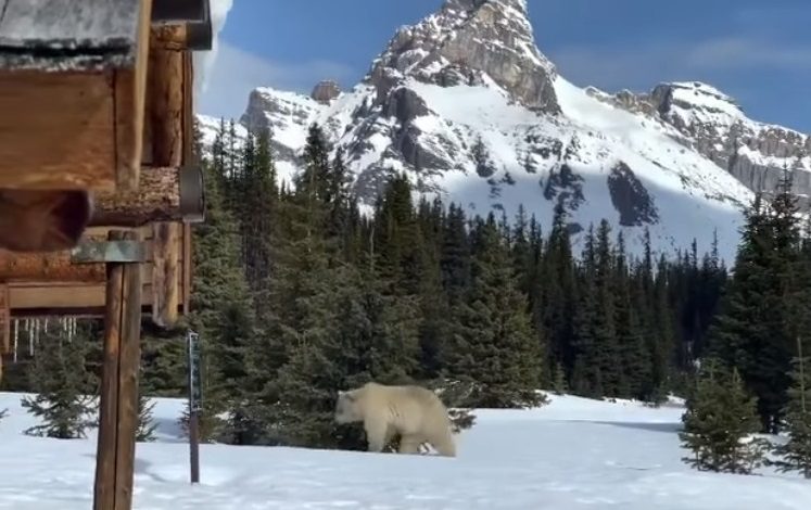 A snow covered mountain with a bear