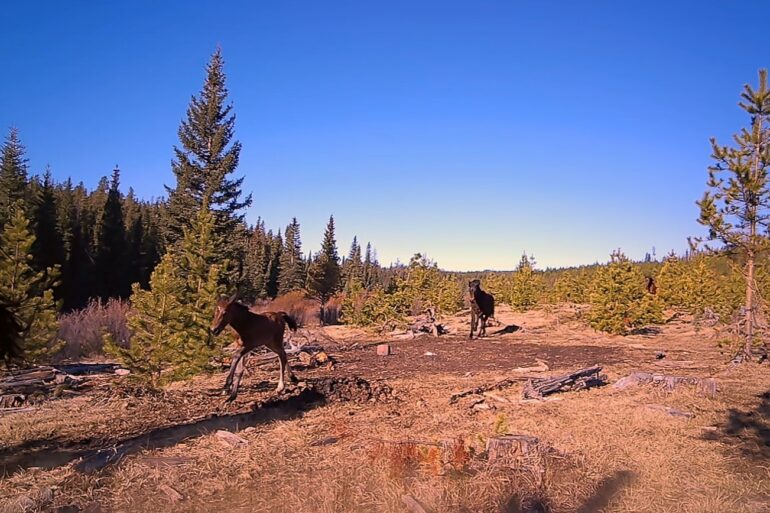 Wild Horses