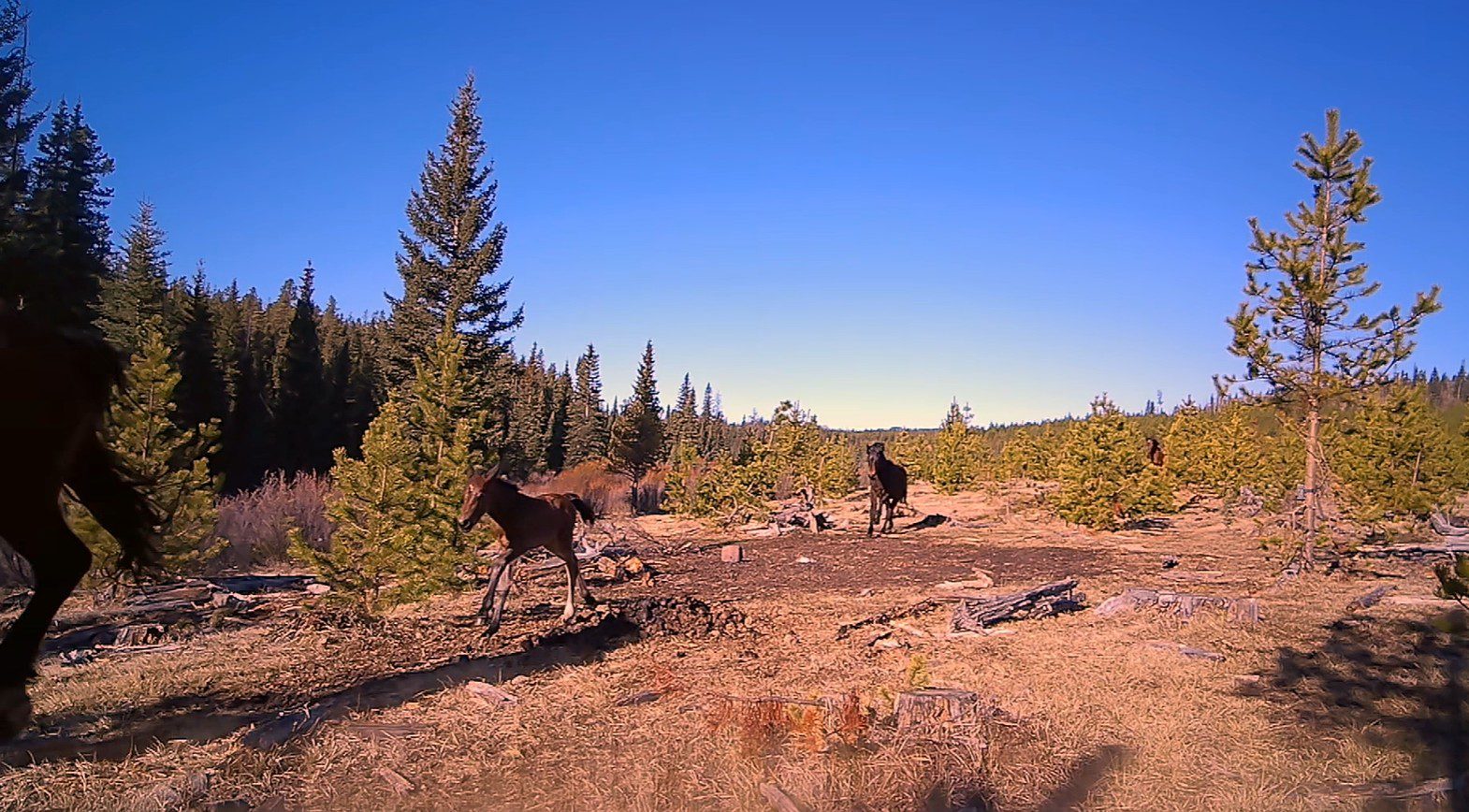 Wild Horses Flee From Hungry Predator In Remarkable Trail Camera ...