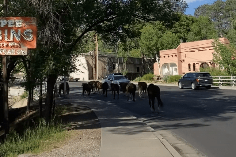 Wild horses
