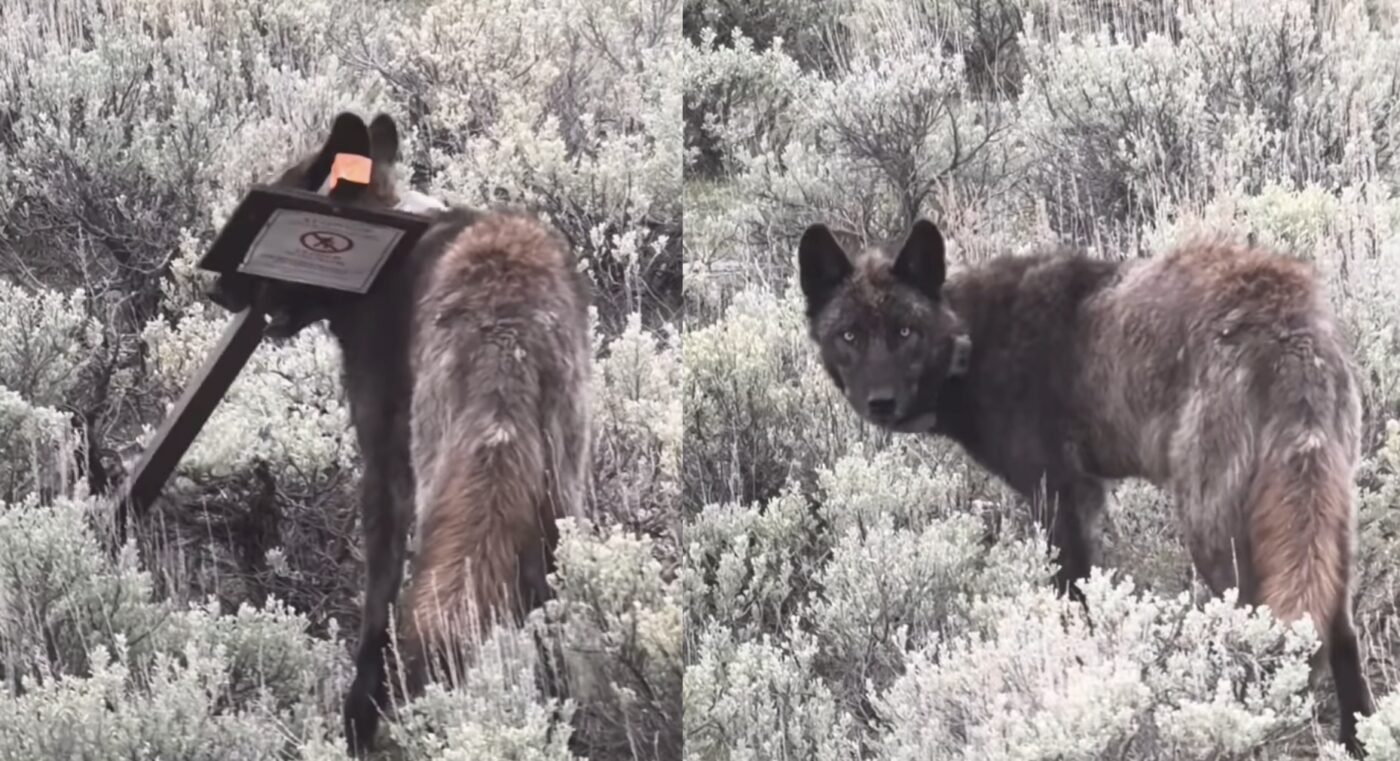 Wolf Pup In Yellowstone National Park Walks Off With Very Important Sign