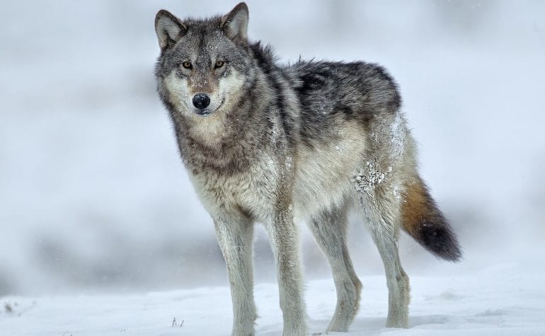 A wolf standing in snow