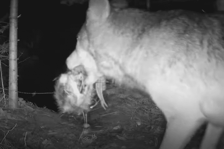 Wolf decapitates beaver