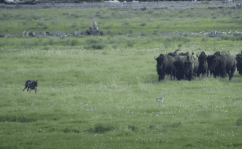 Bison Wolf Yellowstone