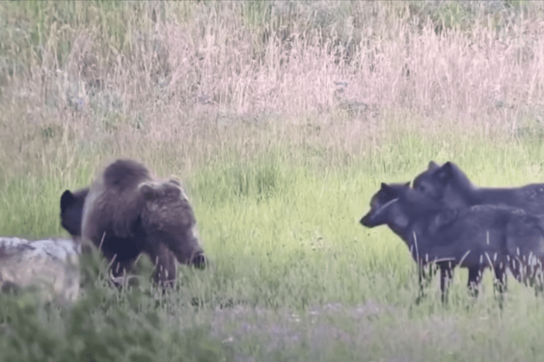 Yellowstone bear and wolves
