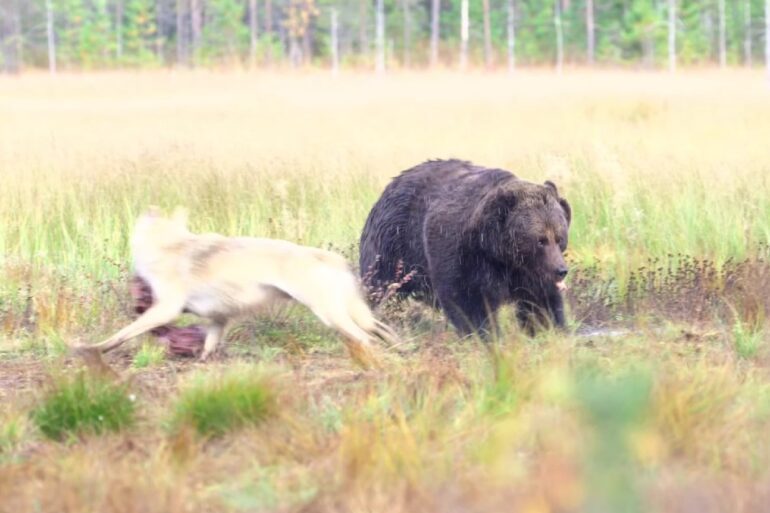 Wolf bear