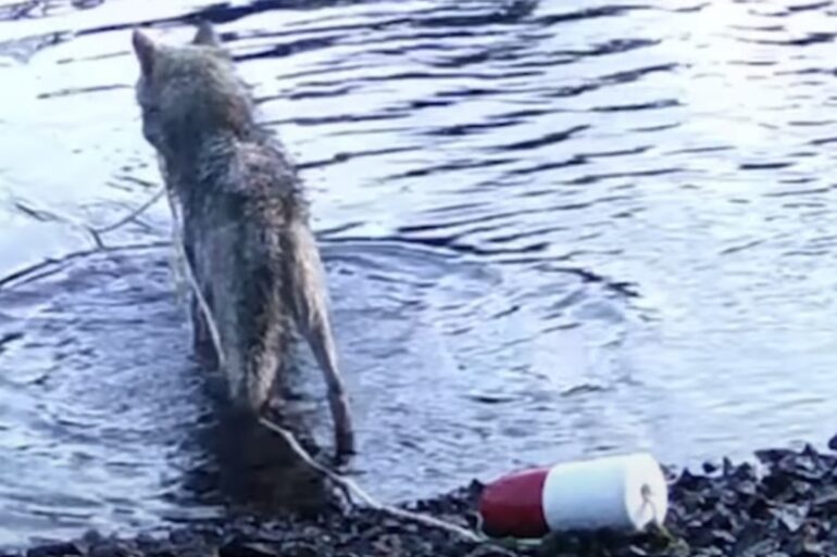 Wolf crab hunting