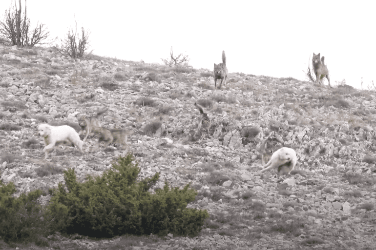 Dogs wolves