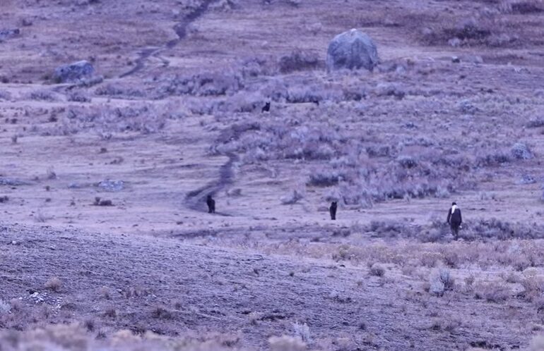 Yellowstone wolves