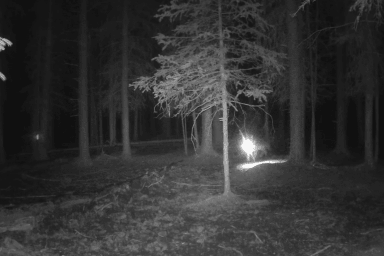 Wolf trail cam