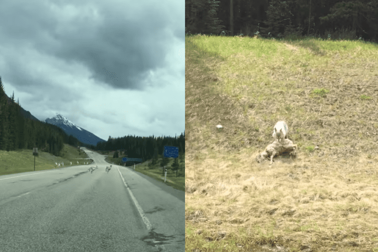 Wolf eats sheep