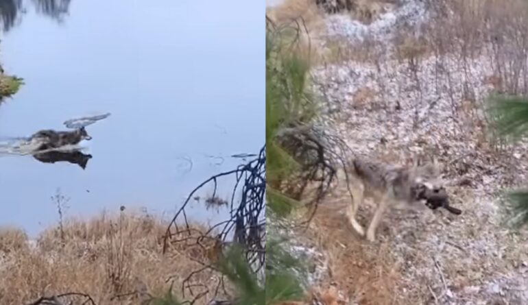 Wolves hunting beaver