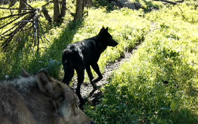 Yellowstone wolves