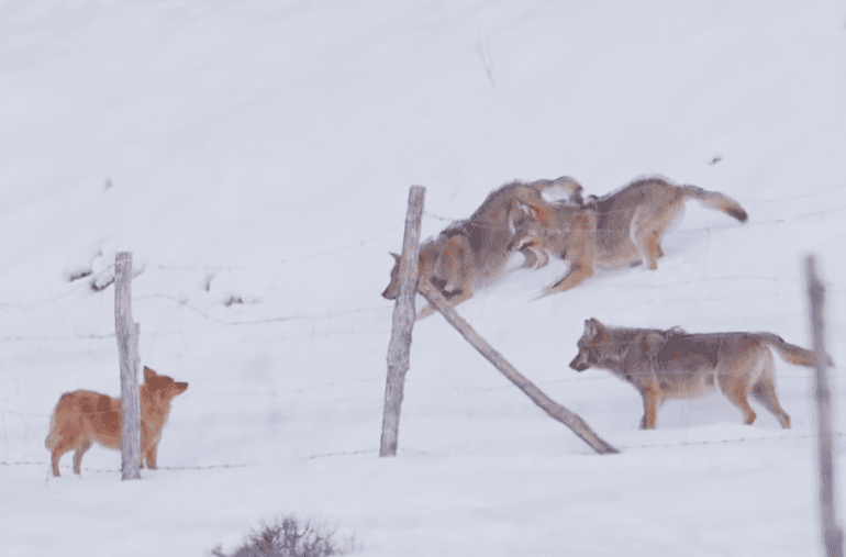 Wolves attack dog in Italy