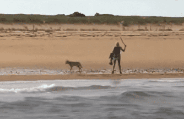 Coyote attack beach