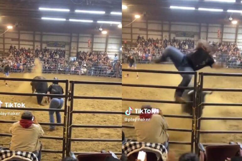Rodeo bull