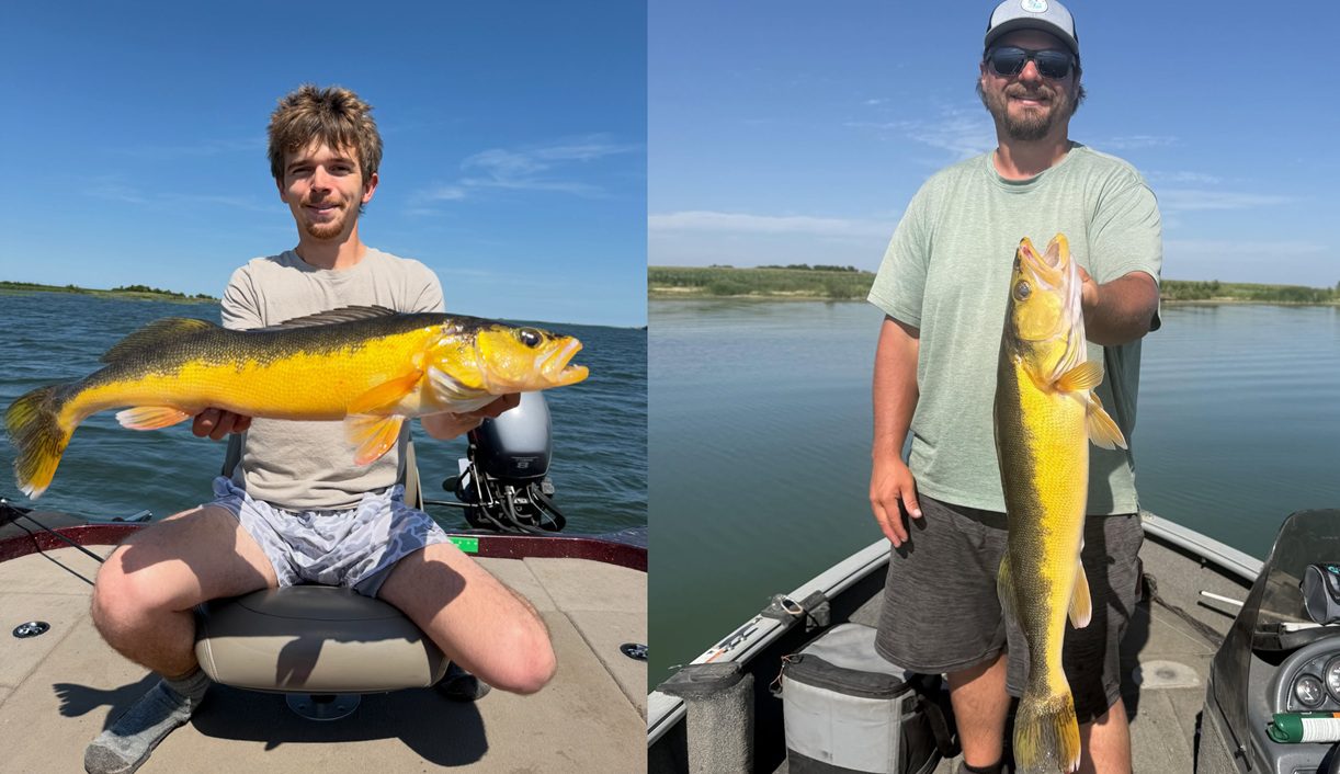The Same Insanely Rare Yellow Walleye Was Caught AGAIN In North Dakota