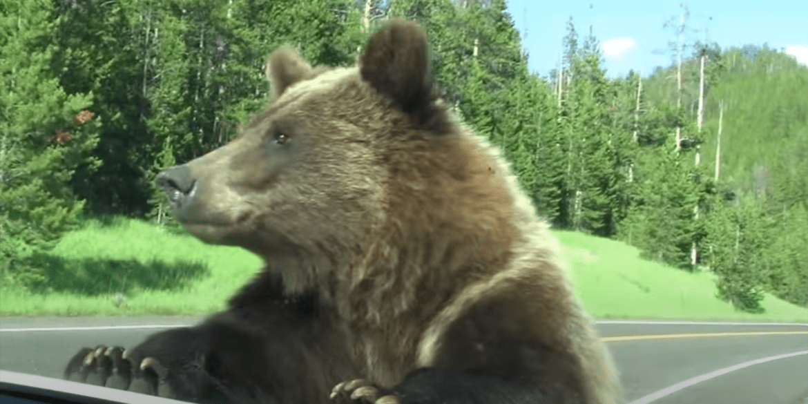 A bear is sitting in a car