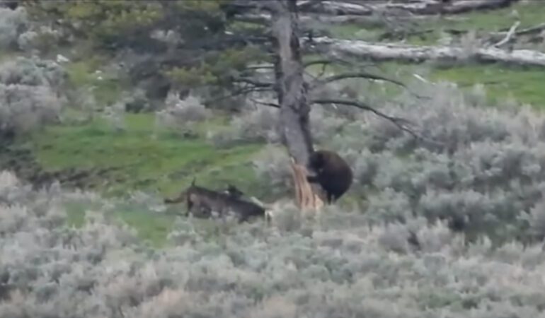 Yellowstone bear wolves