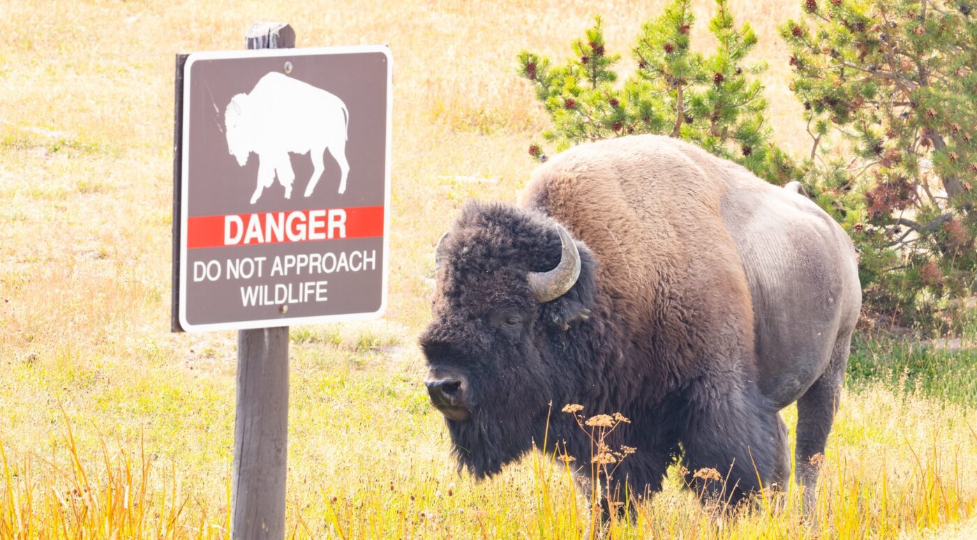 Why July Is Yellowstone National Park’s Deadliest Month Year After Year (It’s Not What You Think)