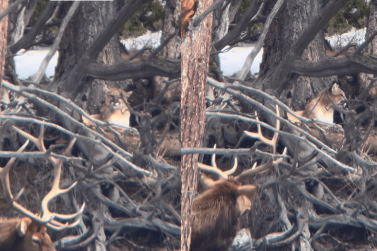 Yellowstone cougar