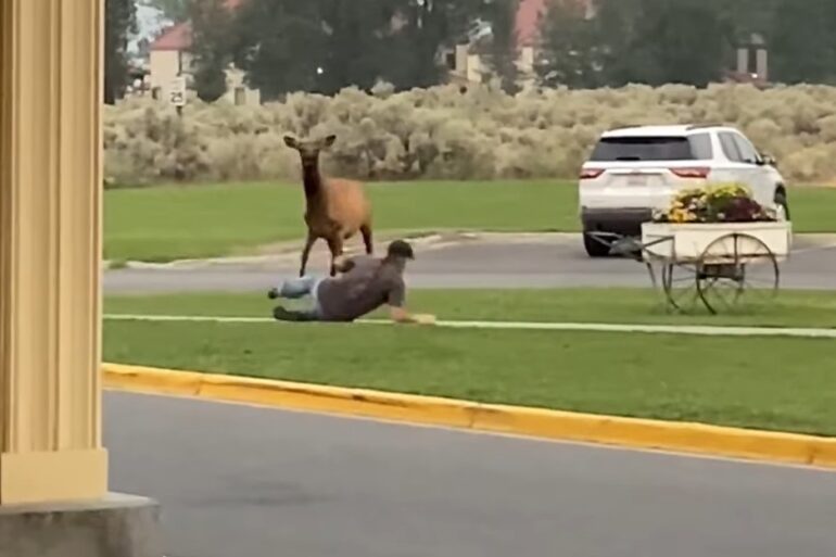 Guy gets knocked down by elk