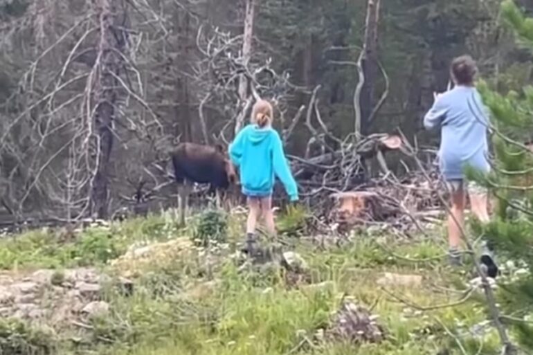 Moose