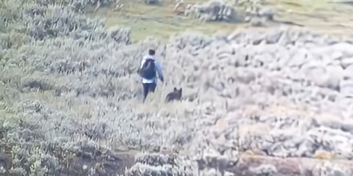 Wolf yellowstone