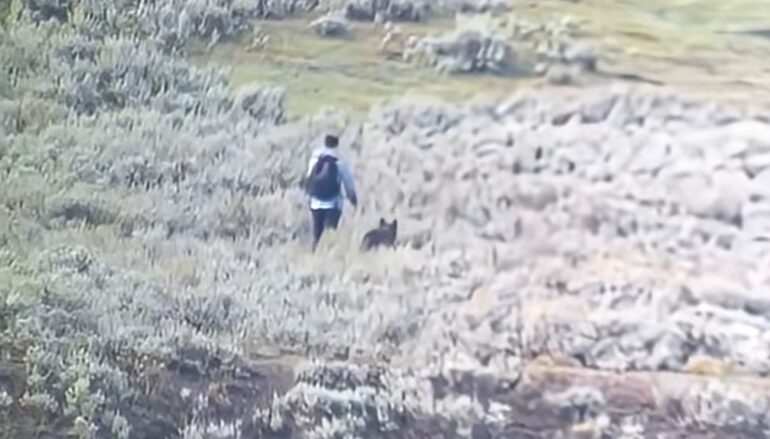 Wolf yellowstone