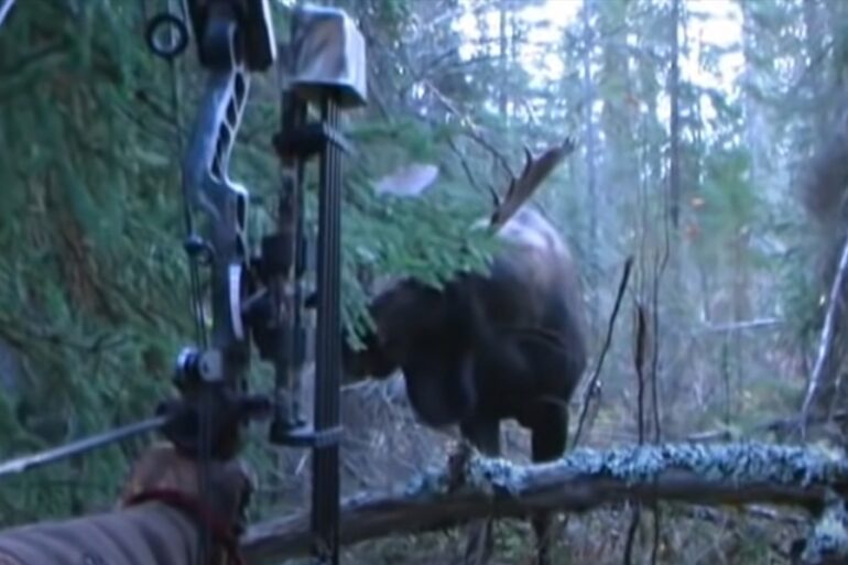 Moose bowhunter